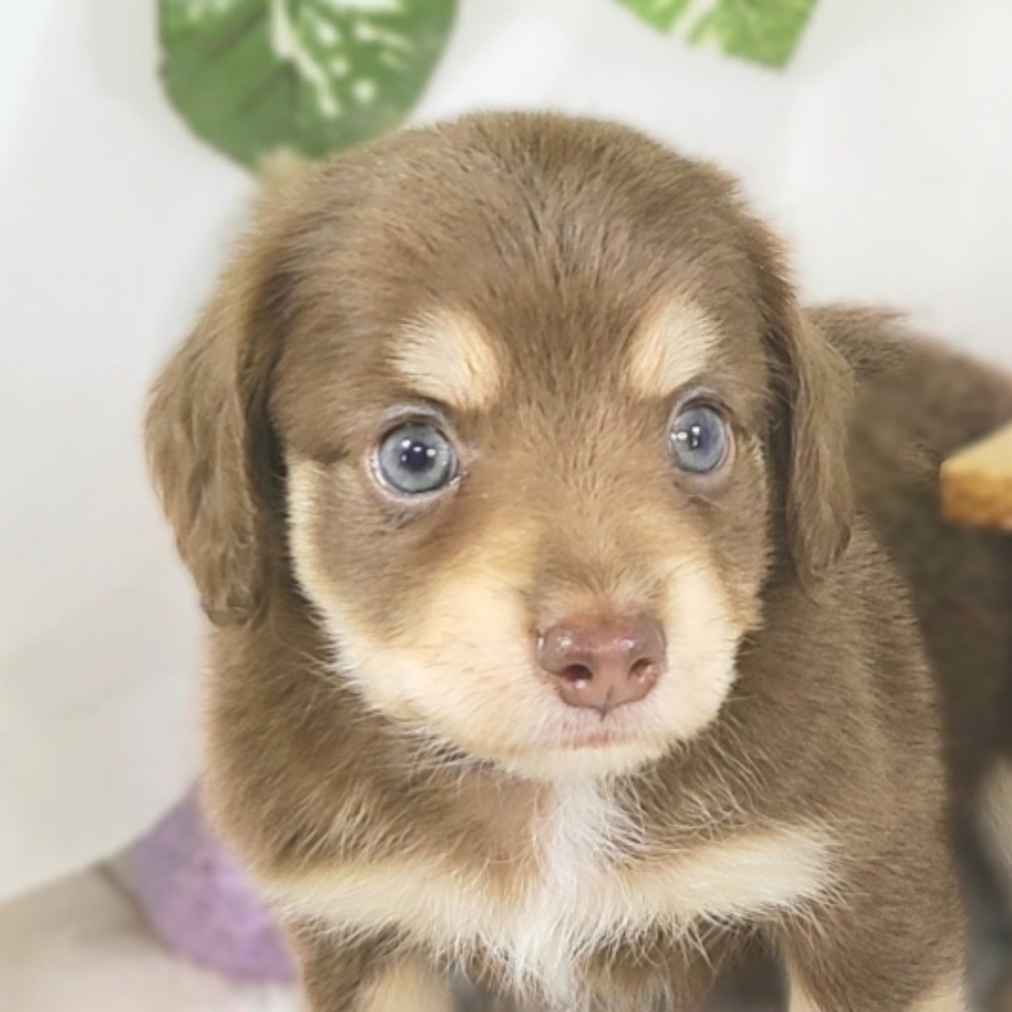ハーフ犬男の子の写真