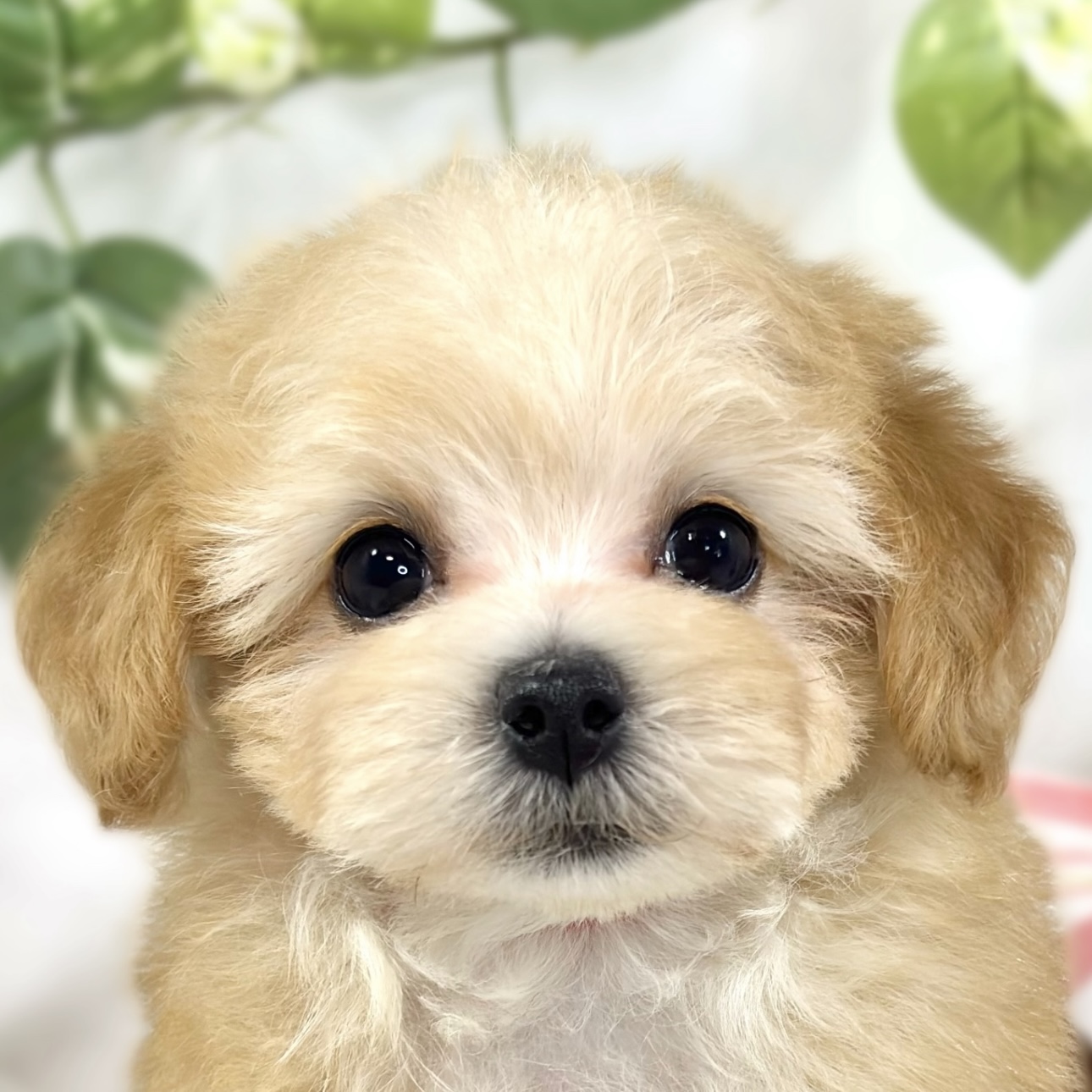 ハーフ犬男の子の写真