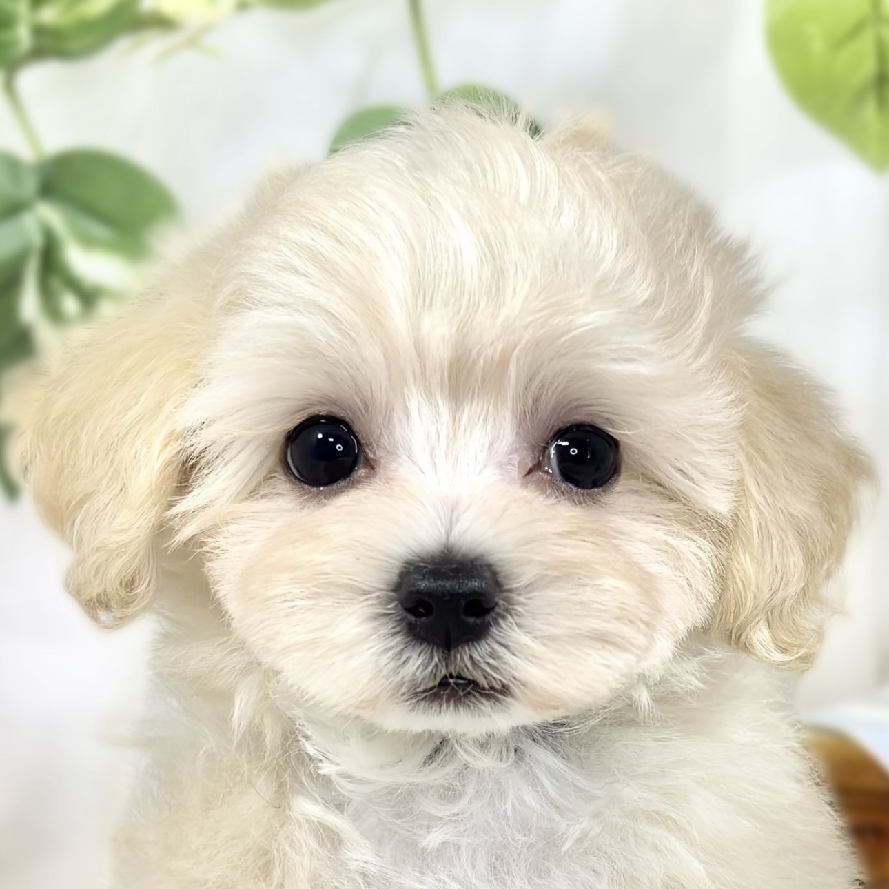 ハーフ犬女の子の写真
