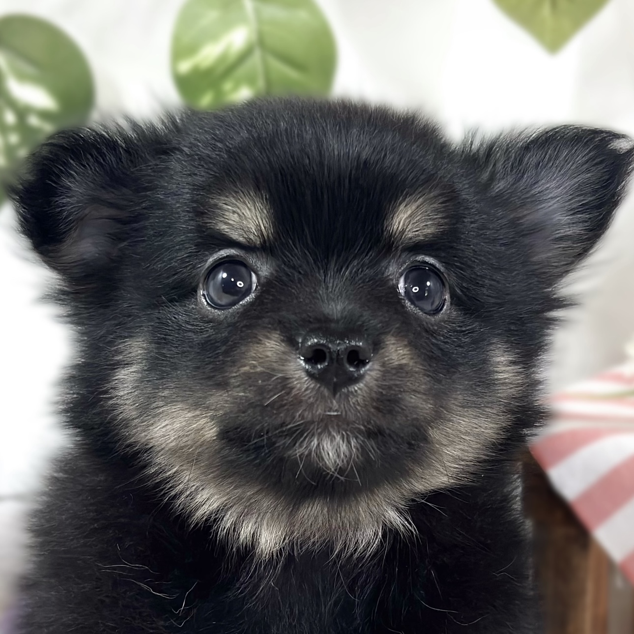 ハーフ犬男の子の写真