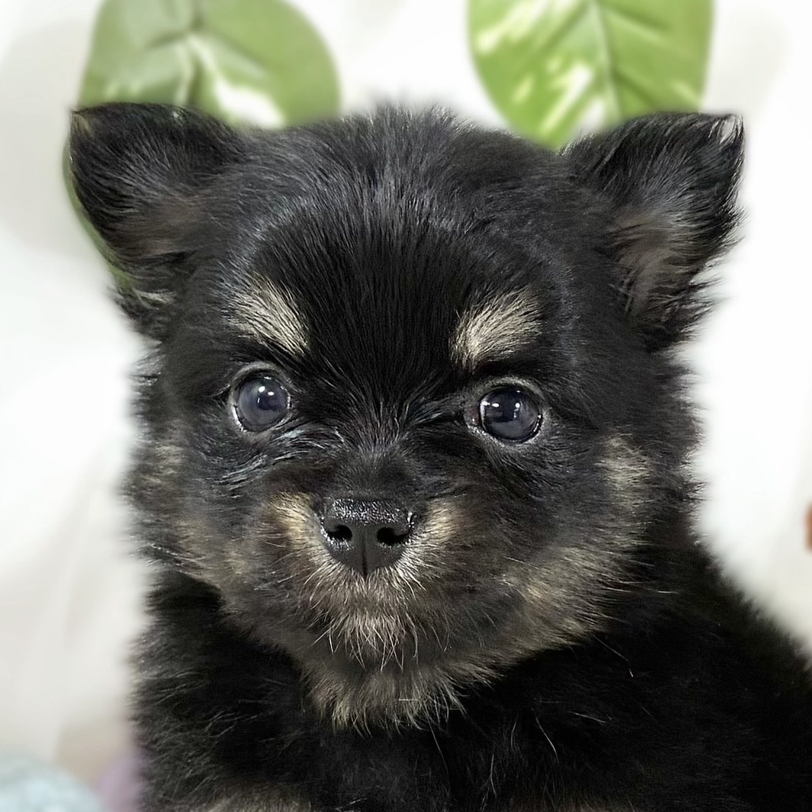 ハーフ犬男の子の写真