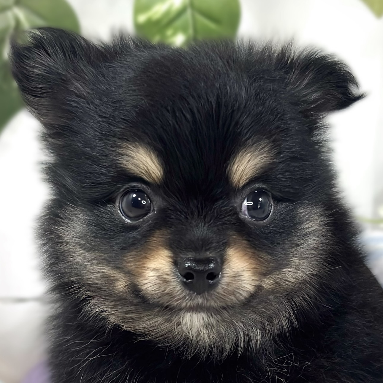 ハーフ犬男の子の写真