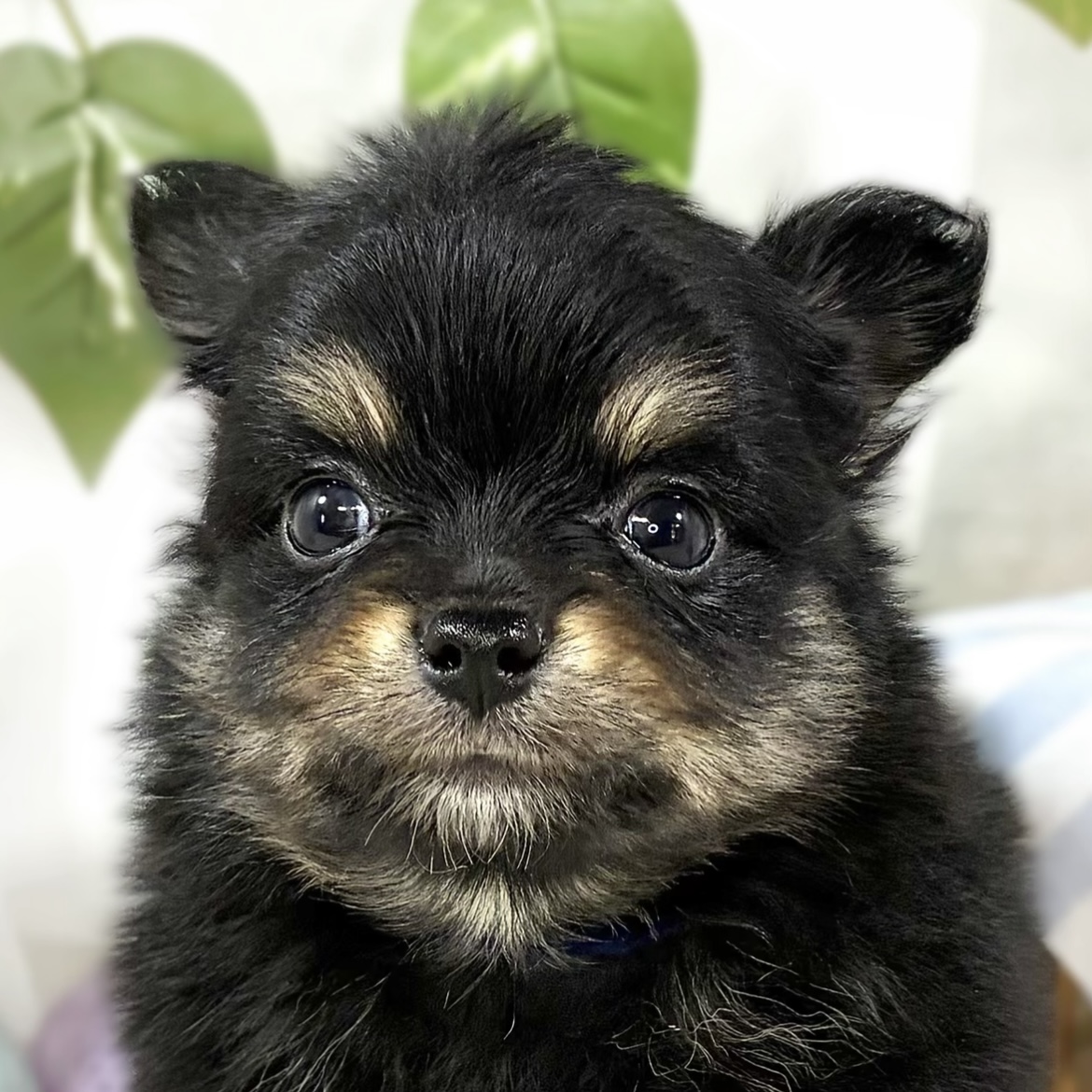 ハーフ犬男の子の写真