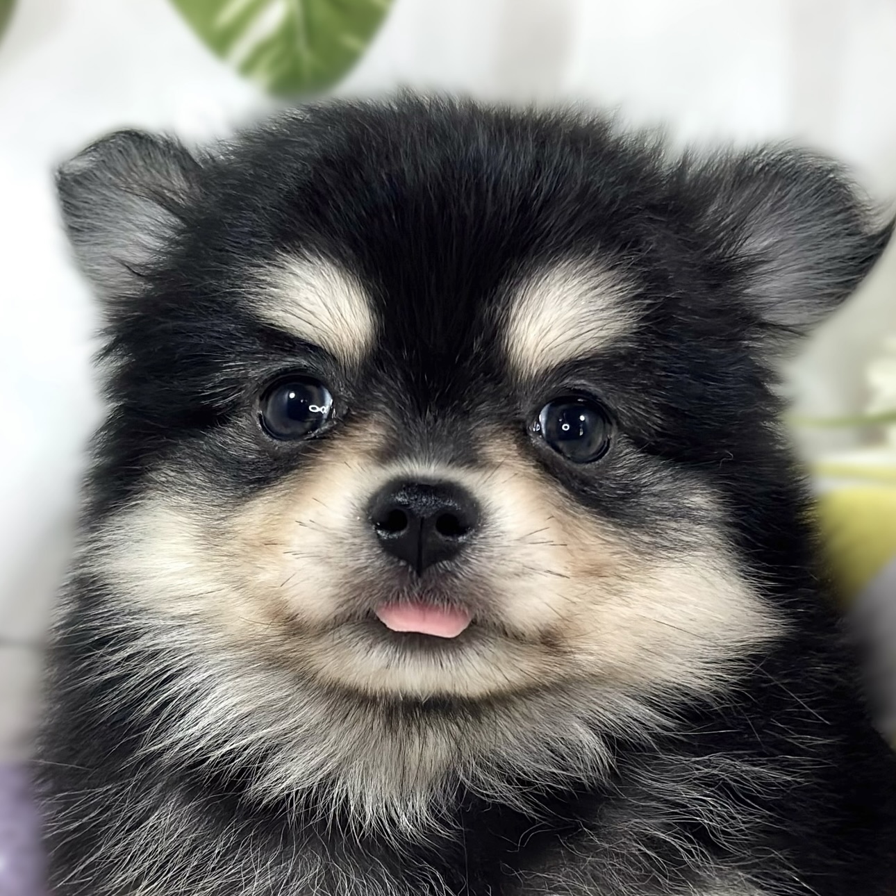 ハーフ犬男の子の写真