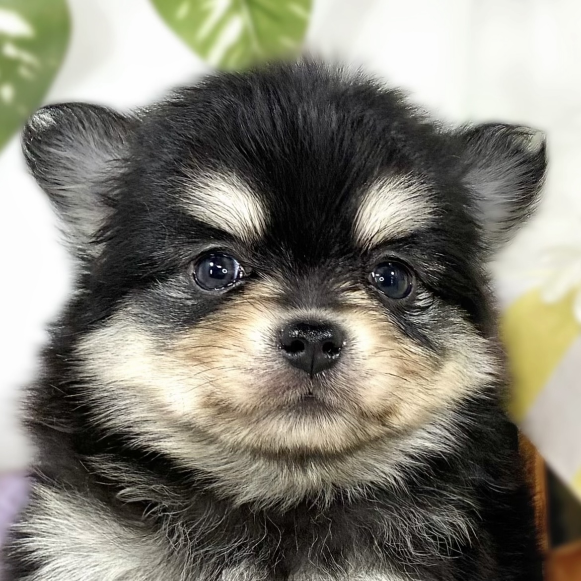 ハーフ犬男の子の写真