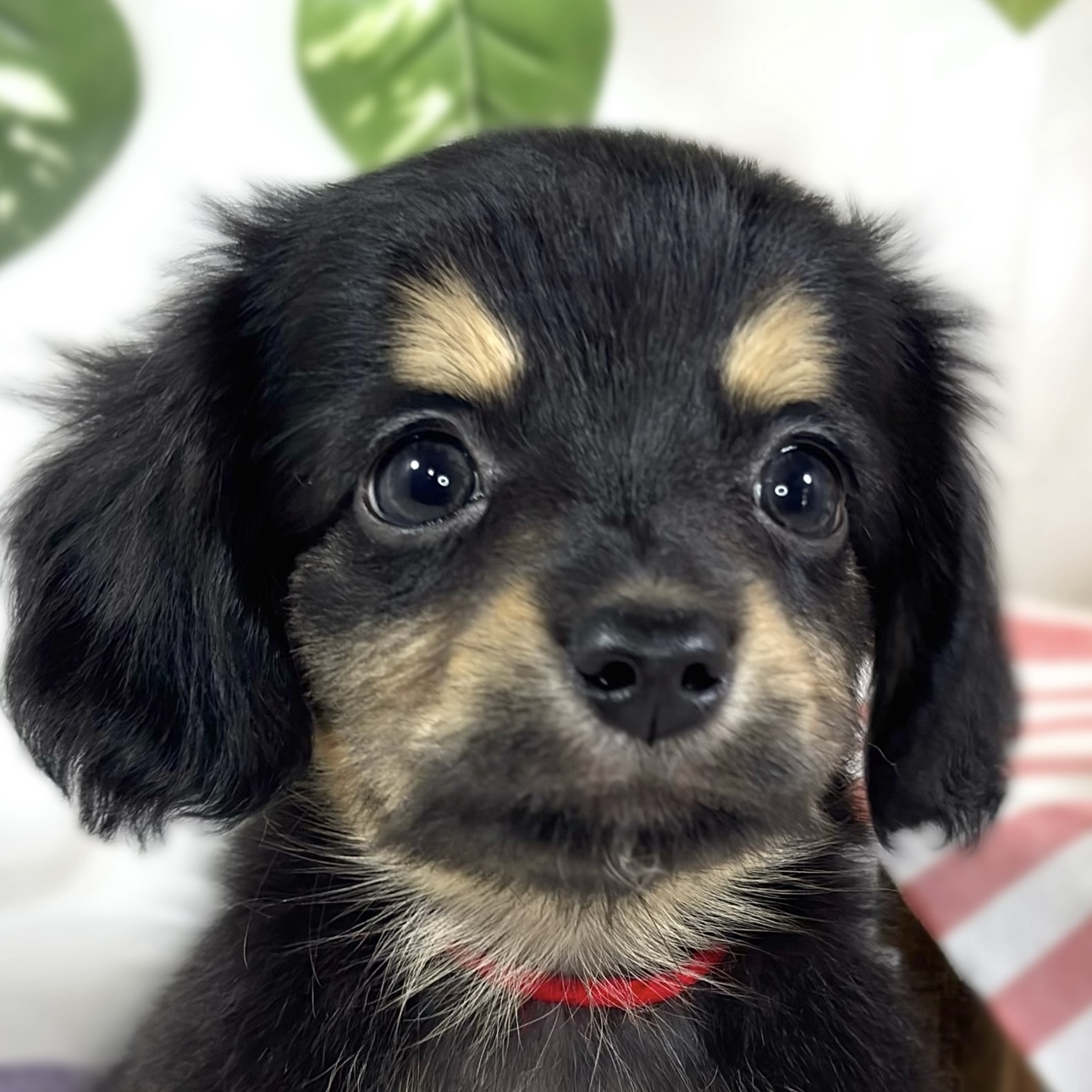 ハーフ犬女の子の写真