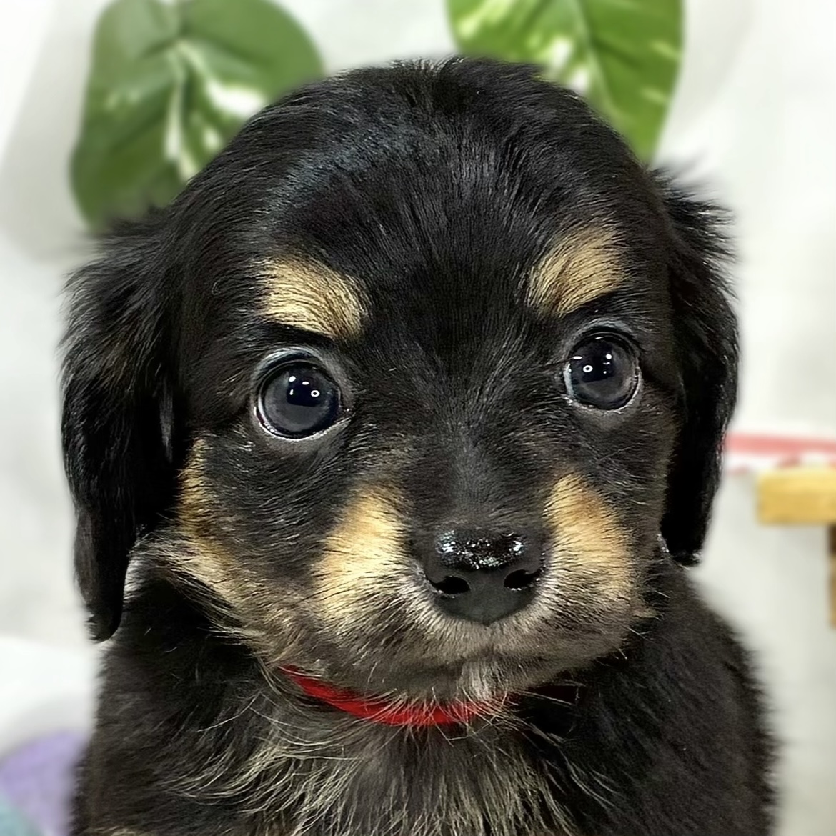 ハーフ犬女の子の写真