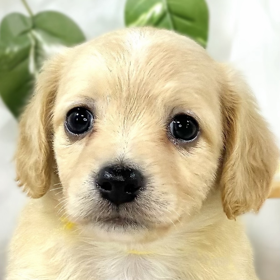 ハーフ犬男の子の写真
