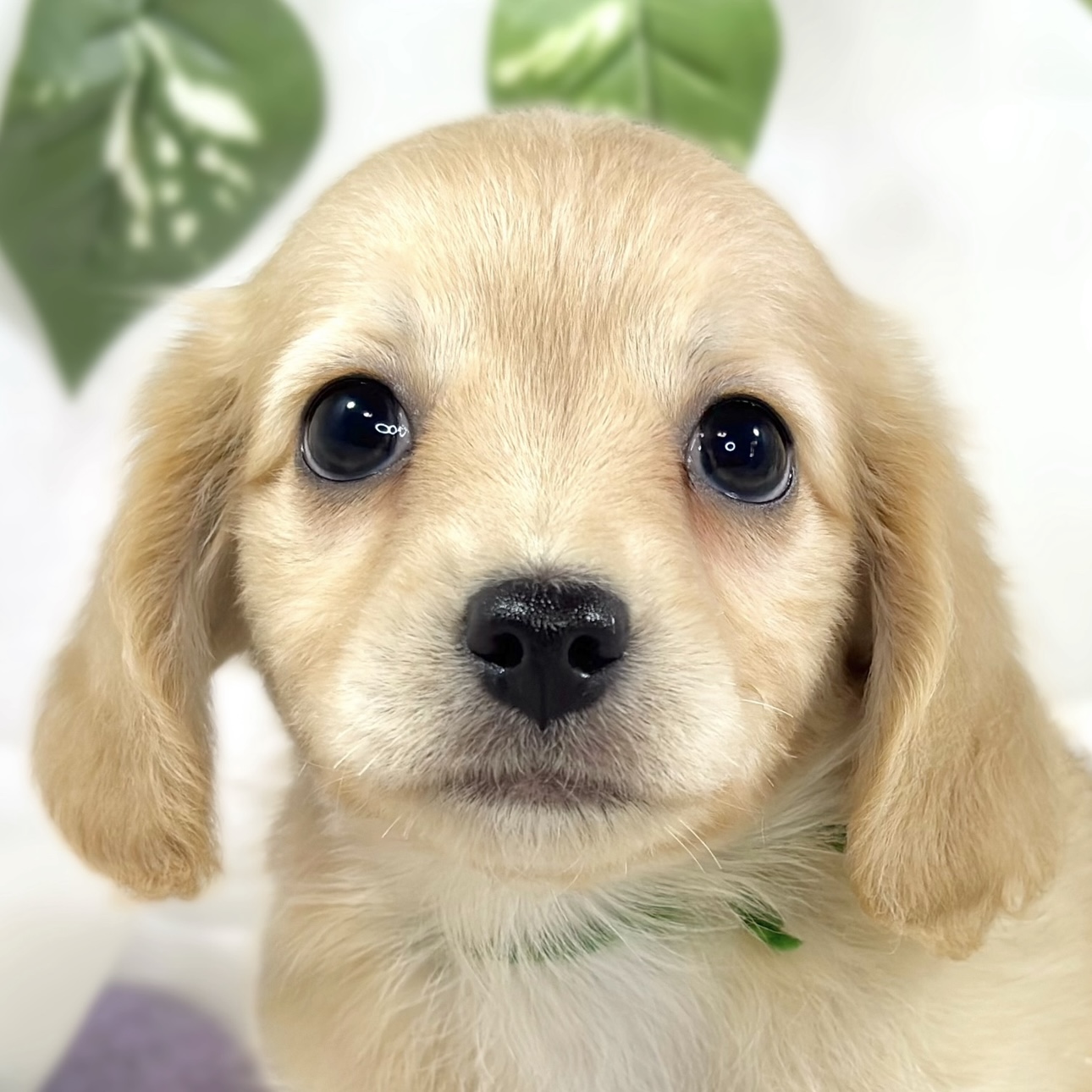 ハーフ犬女の子の写真