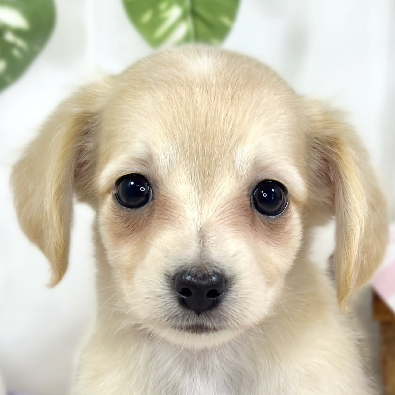 ハーフ犬女の子の写真