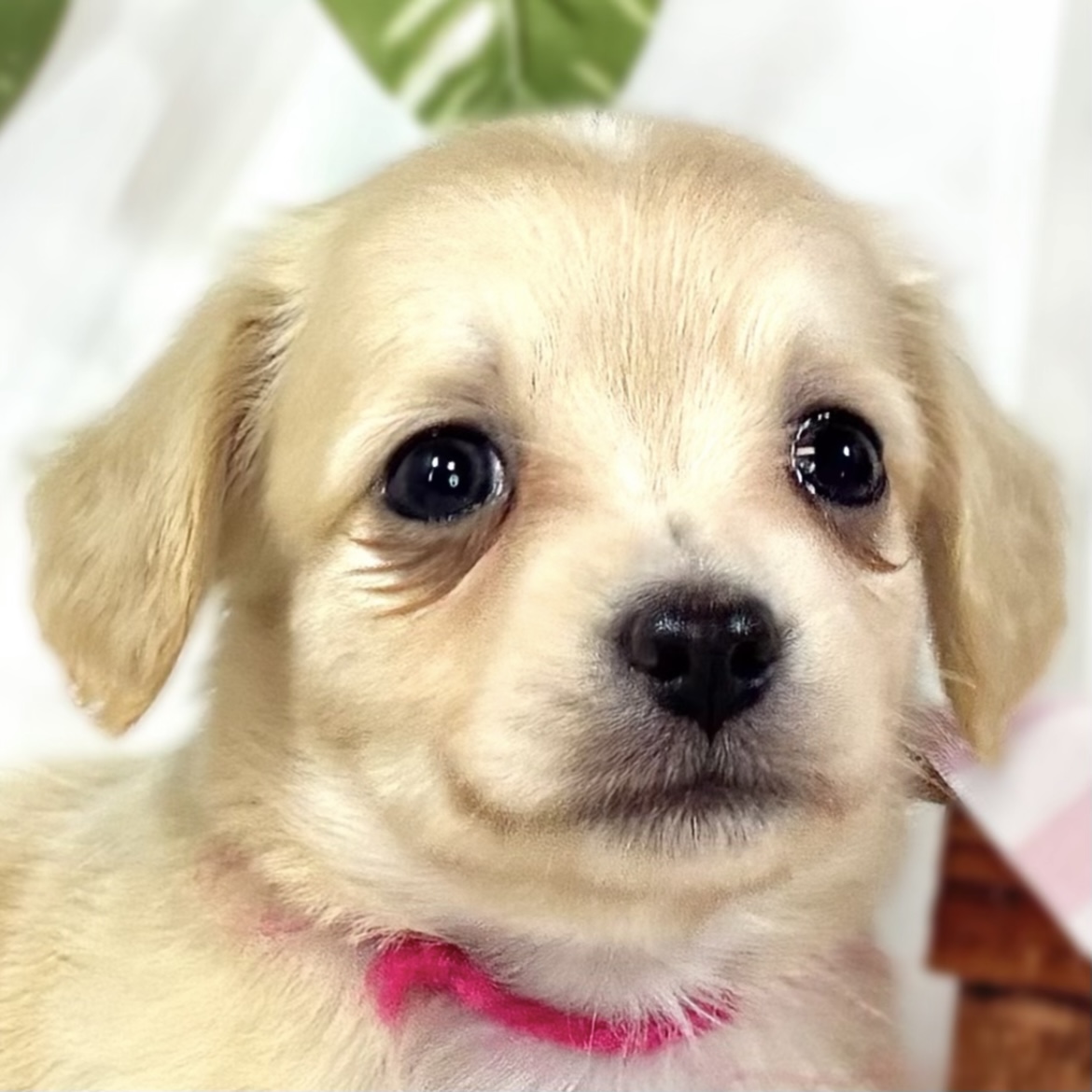 ハーフ犬女の子の写真