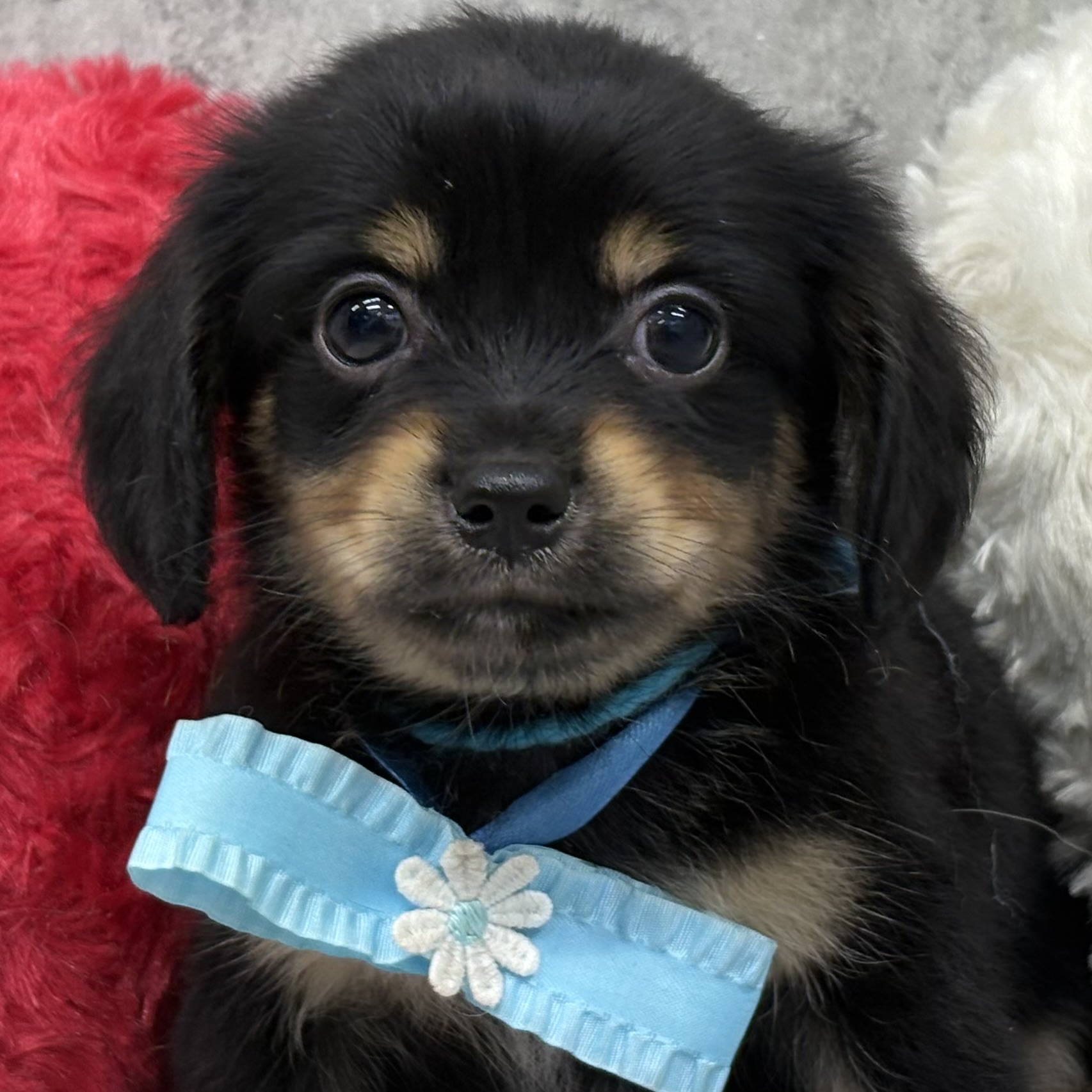 ハーフ犬男の子の写真