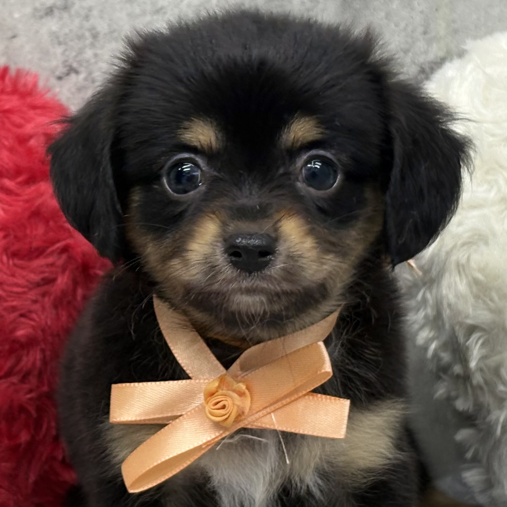 ハーフ犬女の子の写真