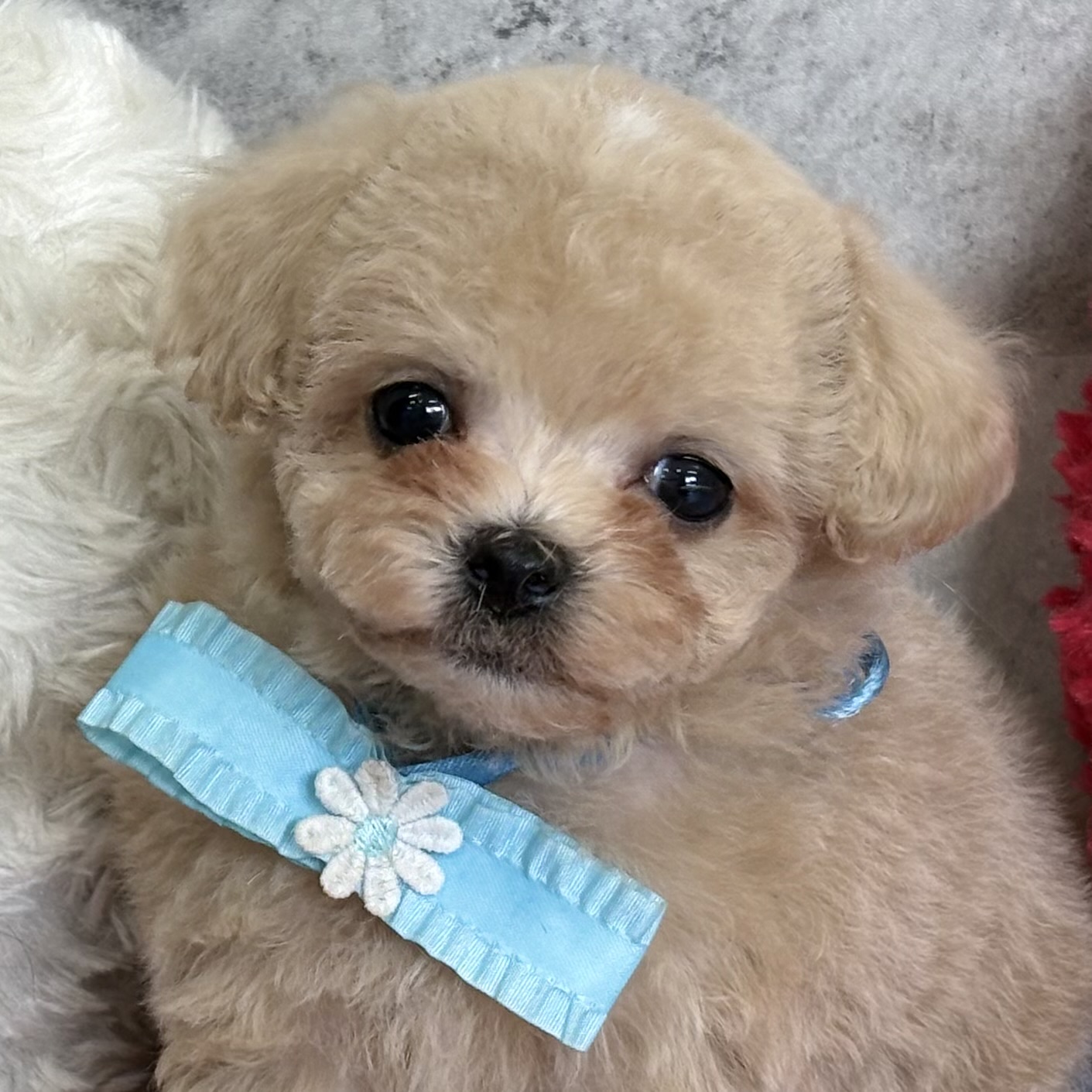ハーフ犬男の子の写真