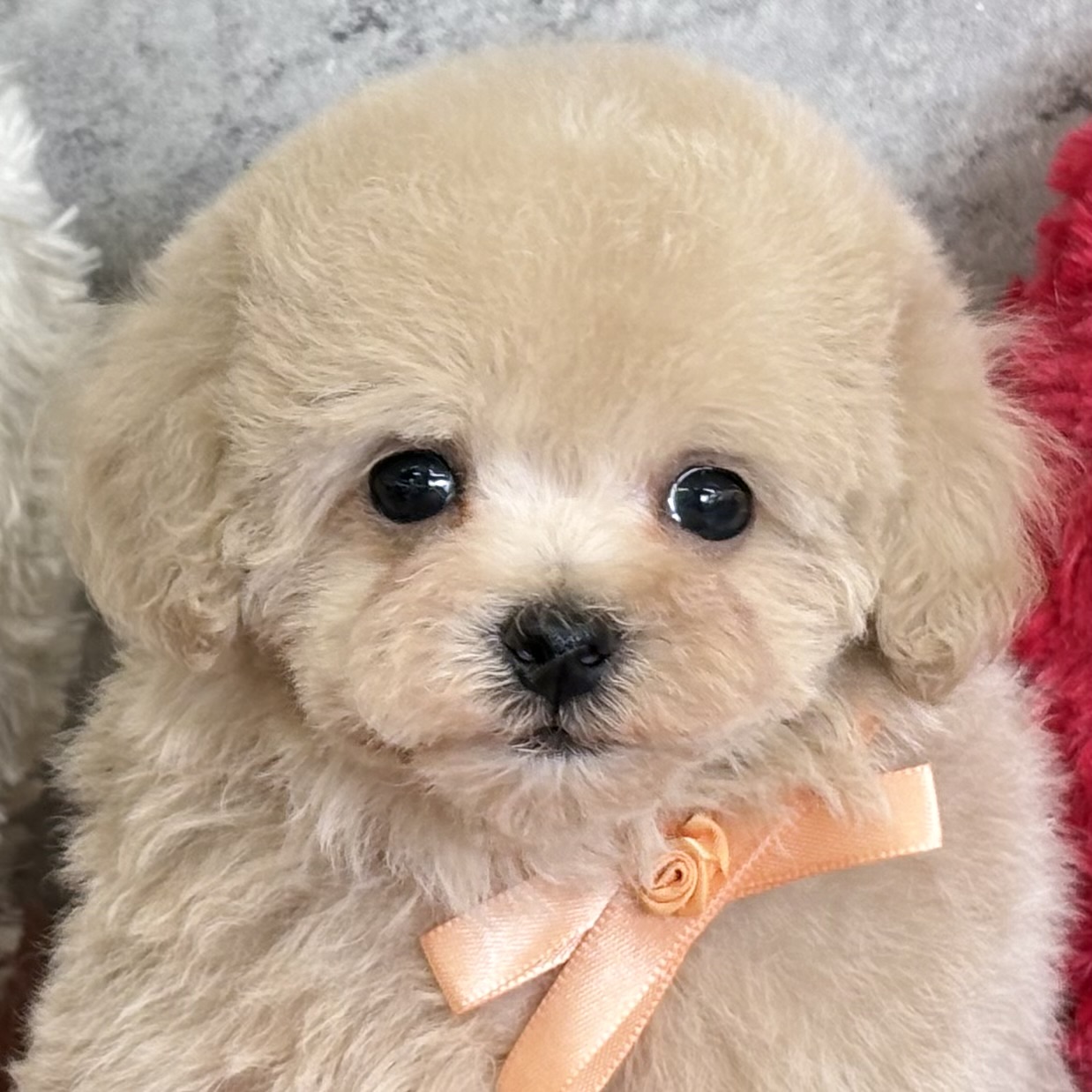 ハーフ犬男の子の写真
