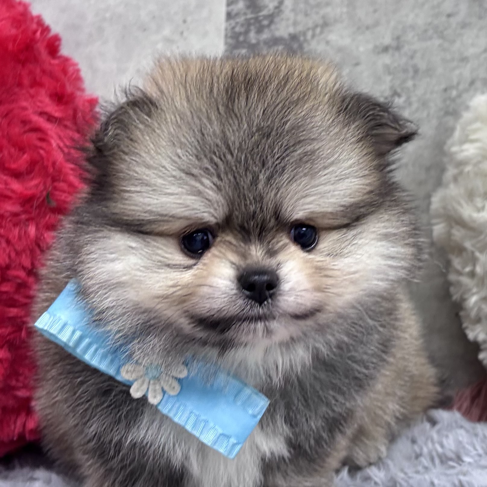 ハーフ犬男の子の写真