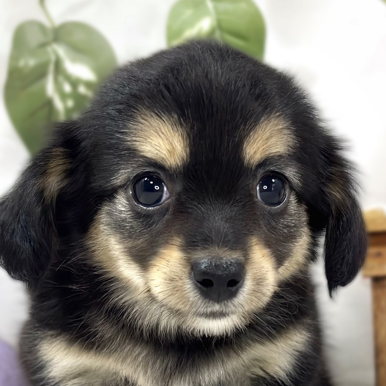 ハーフ犬女の子の写真