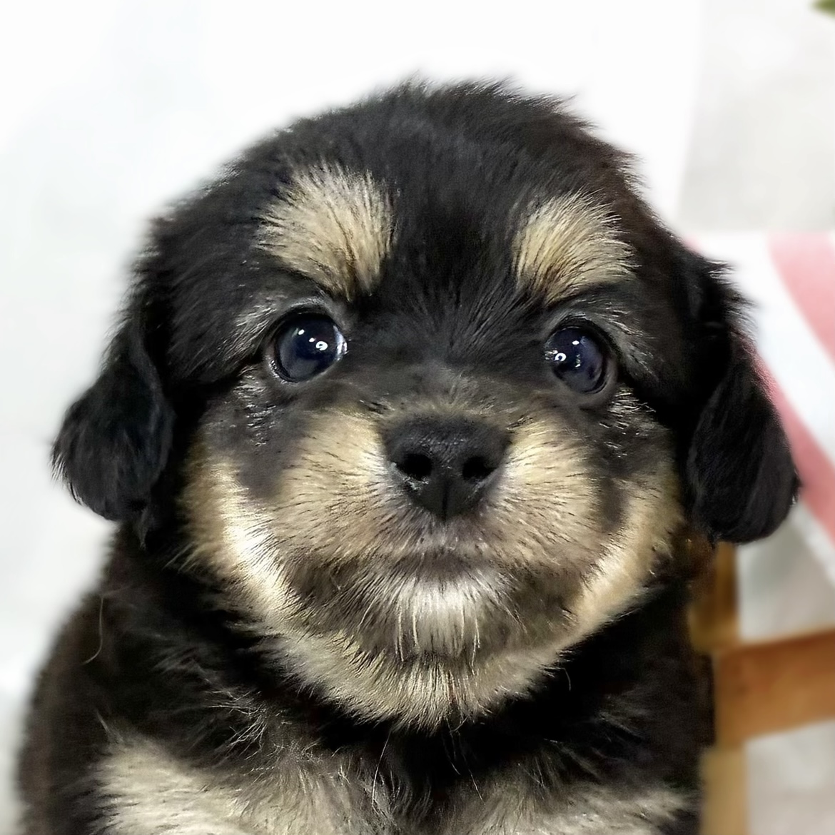 ハーフ犬女の子の写真