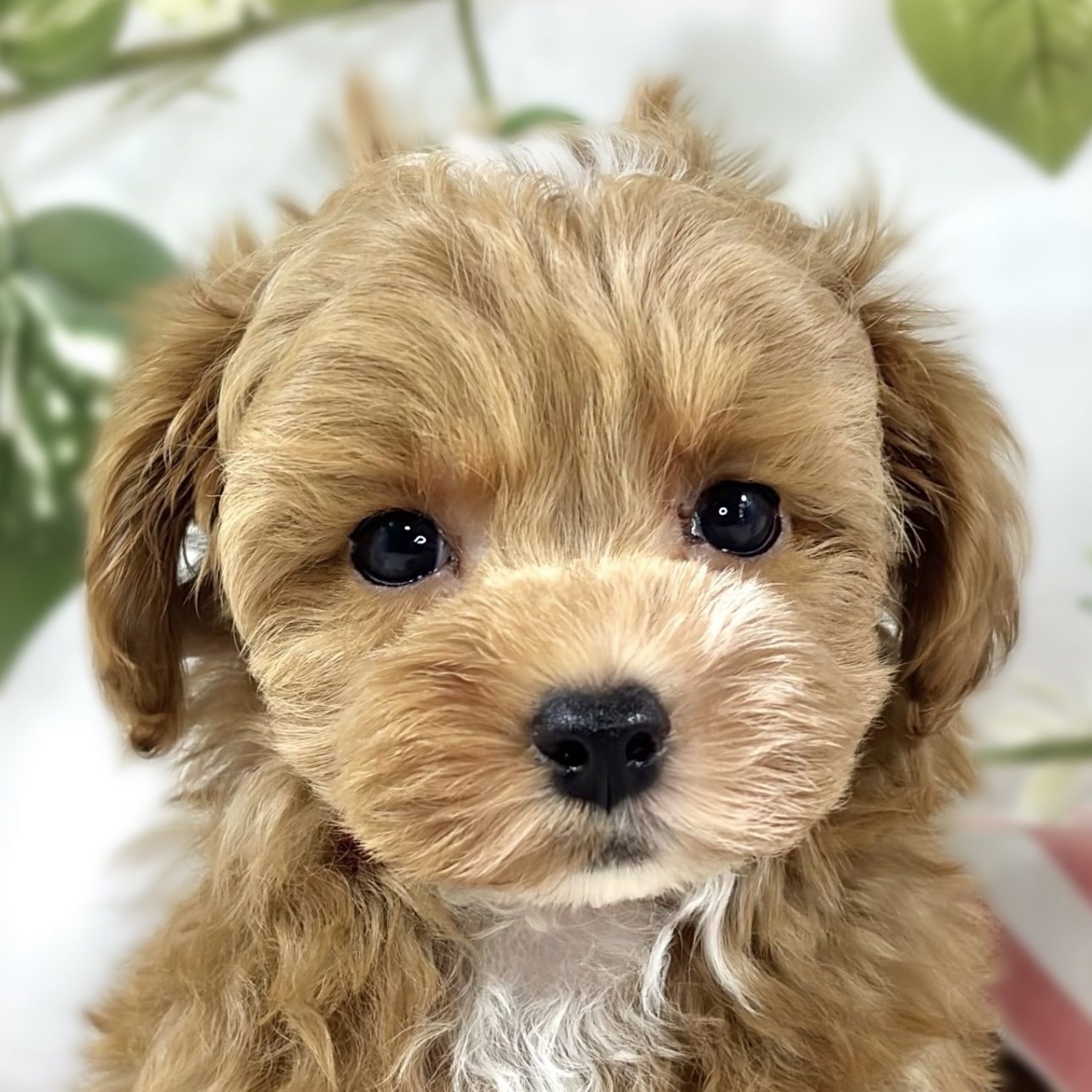 ハーフ犬男の子の写真