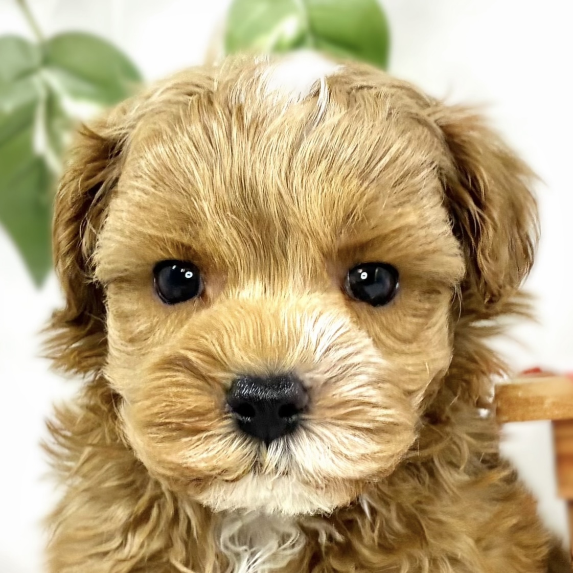ハーフ犬男の子の写真