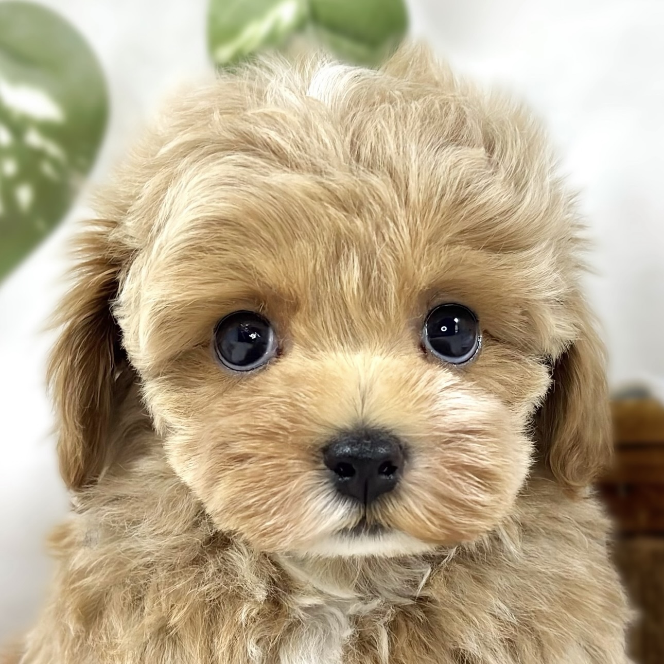 ハーフ犬女の子の写真