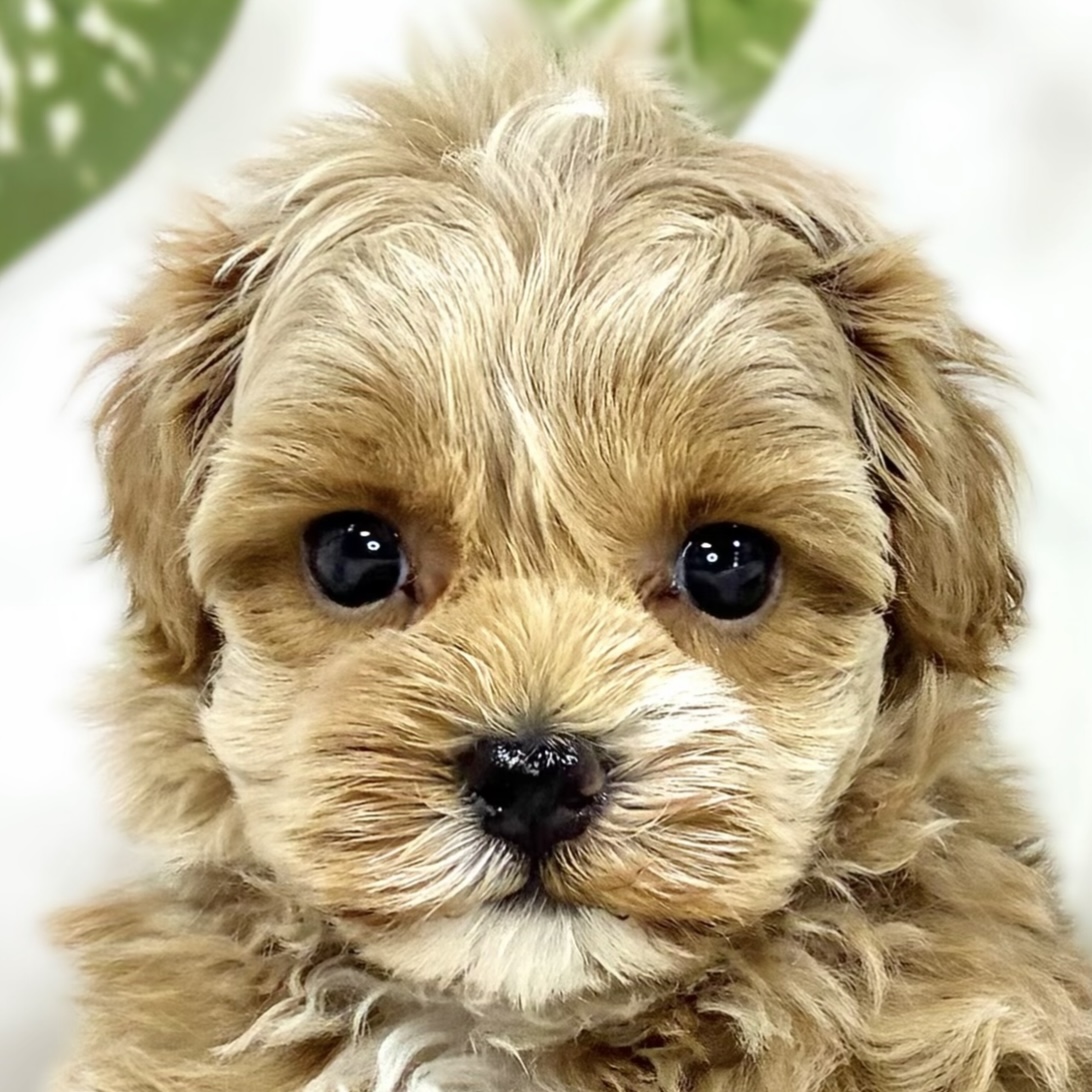 ハーフ犬女の子の写真