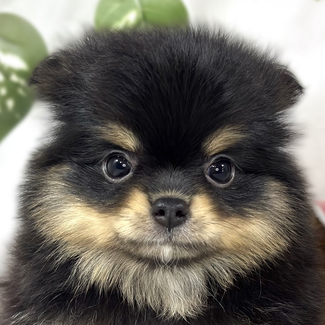 ハーフ犬女の子の写真