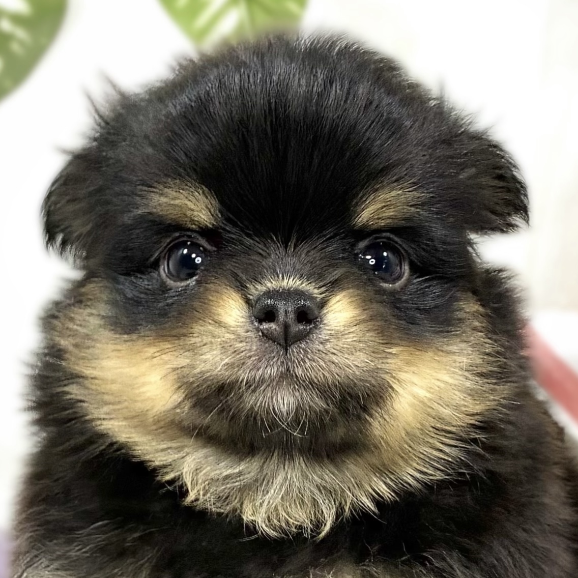 ハーフ犬女の子の写真