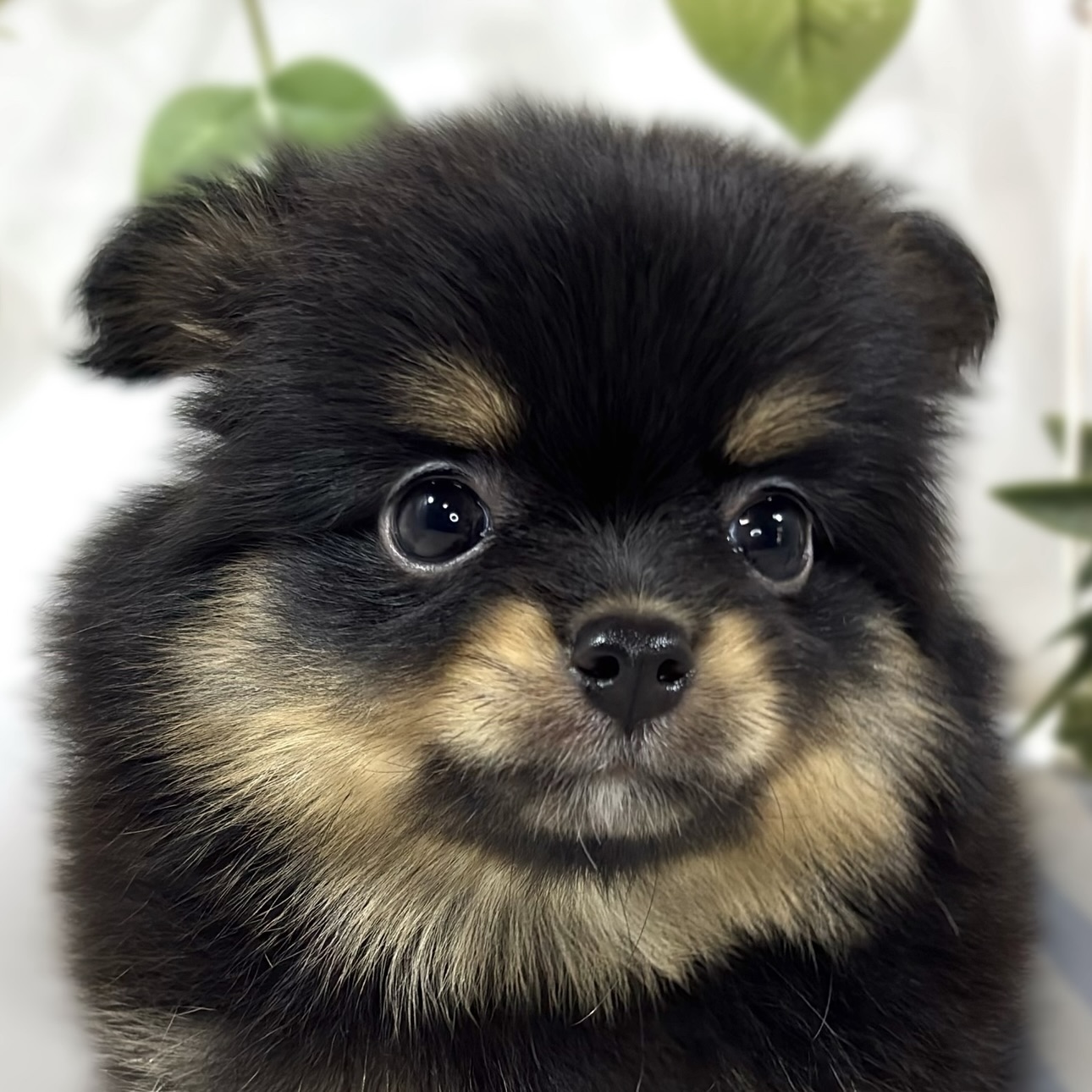 ハーフ犬女の子の写真