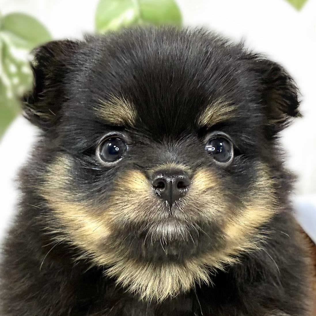 ハーフ犬女の子の写真