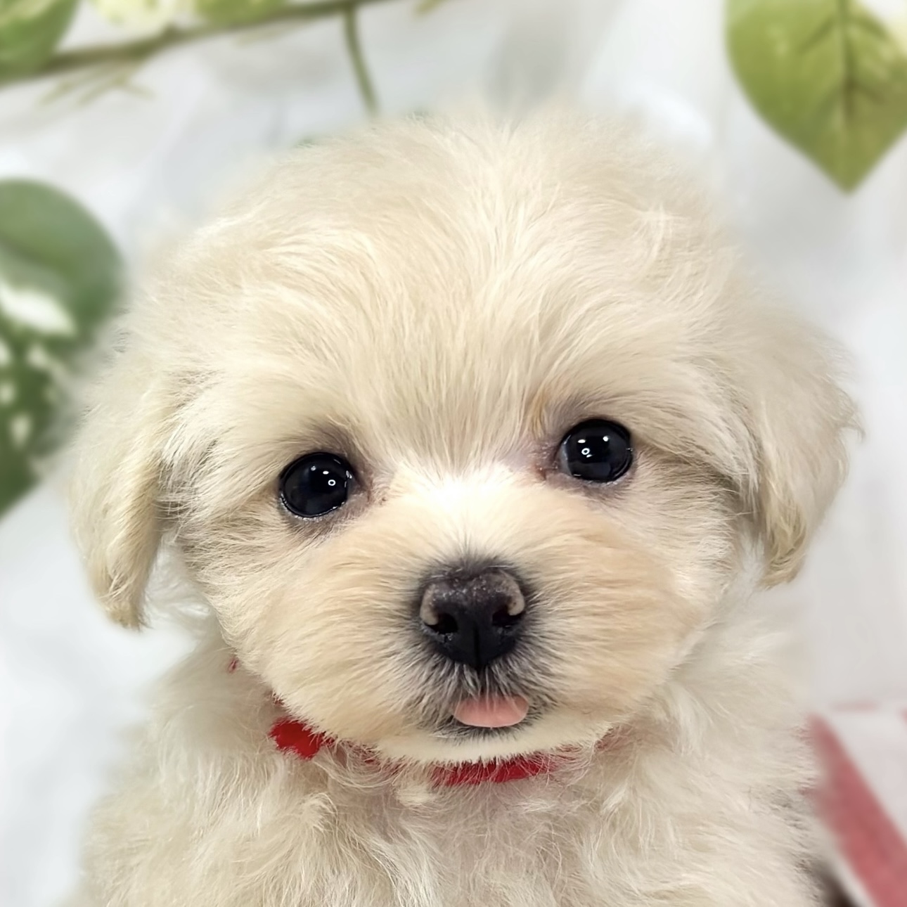 ハーフ犬女の子の写真