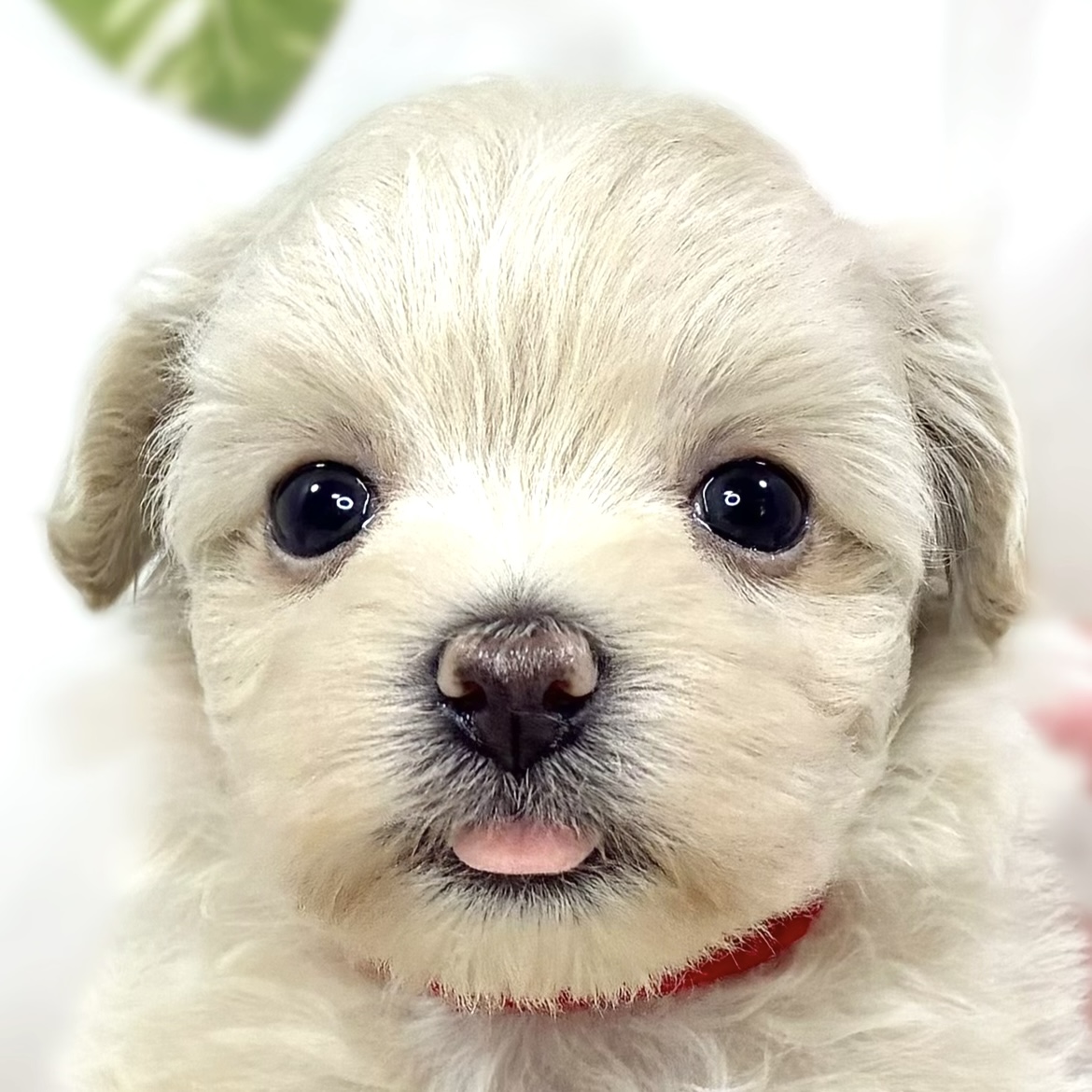 ハーフ犬女の子の写真