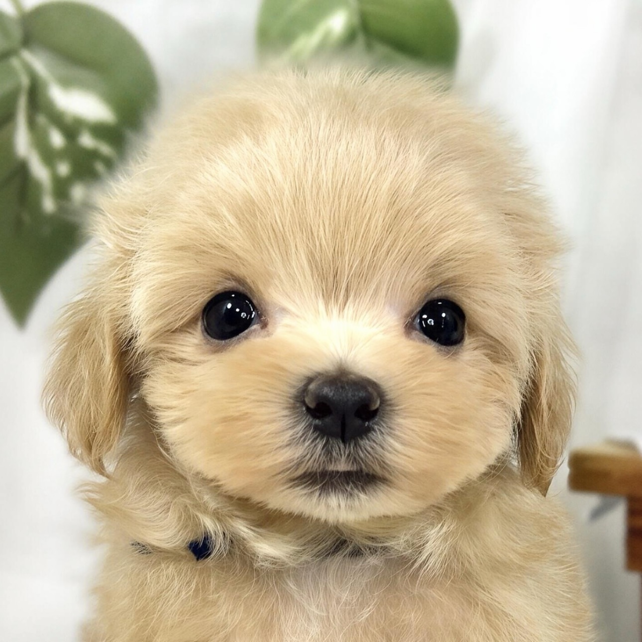 ハーフ犬女の子の写真