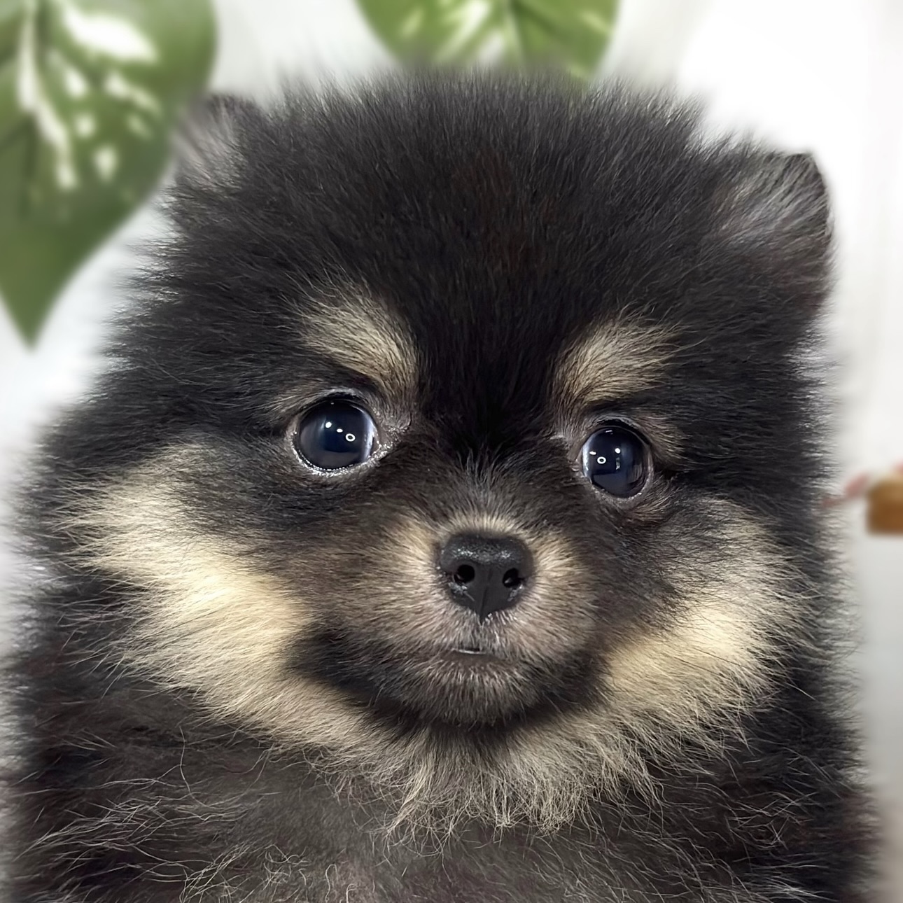 ハーフ犬女の子の写真