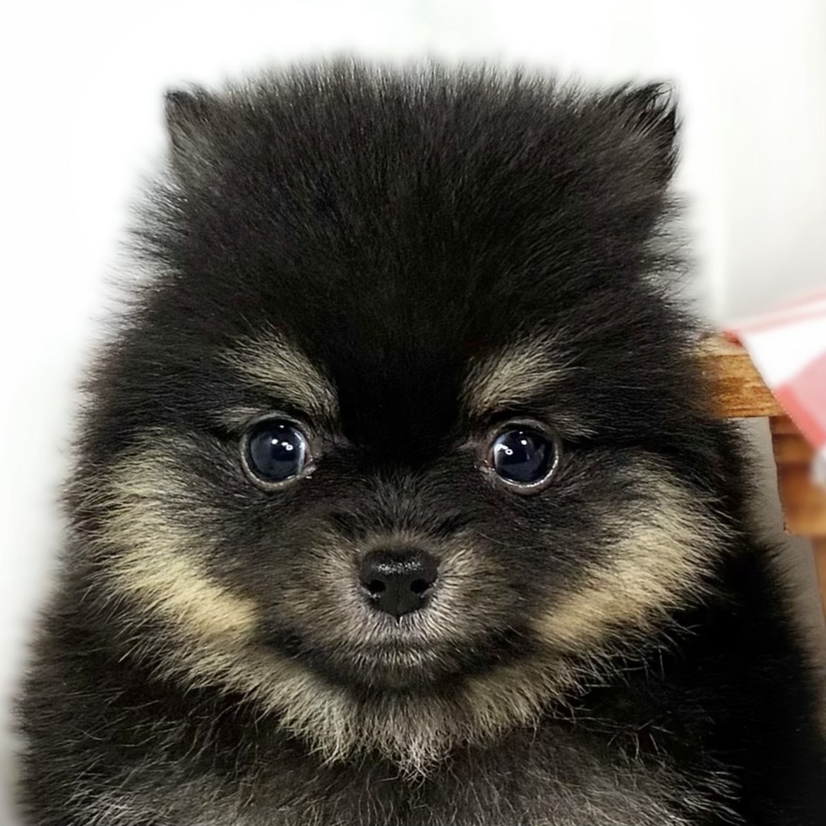 ハーフ犬女の子の写真