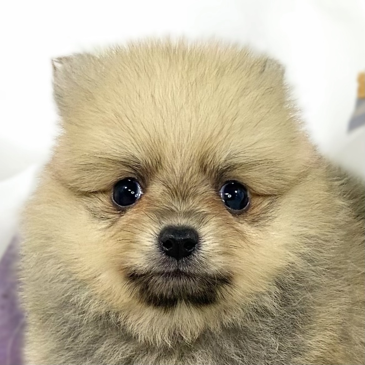 ハーフ犬男の子の写真