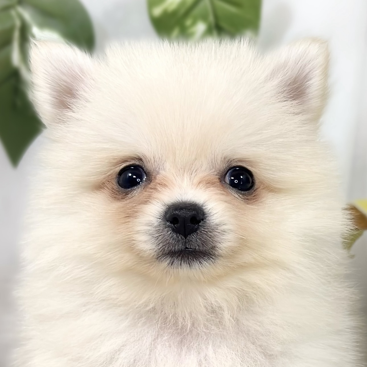 ハーフ犬女の子の写真