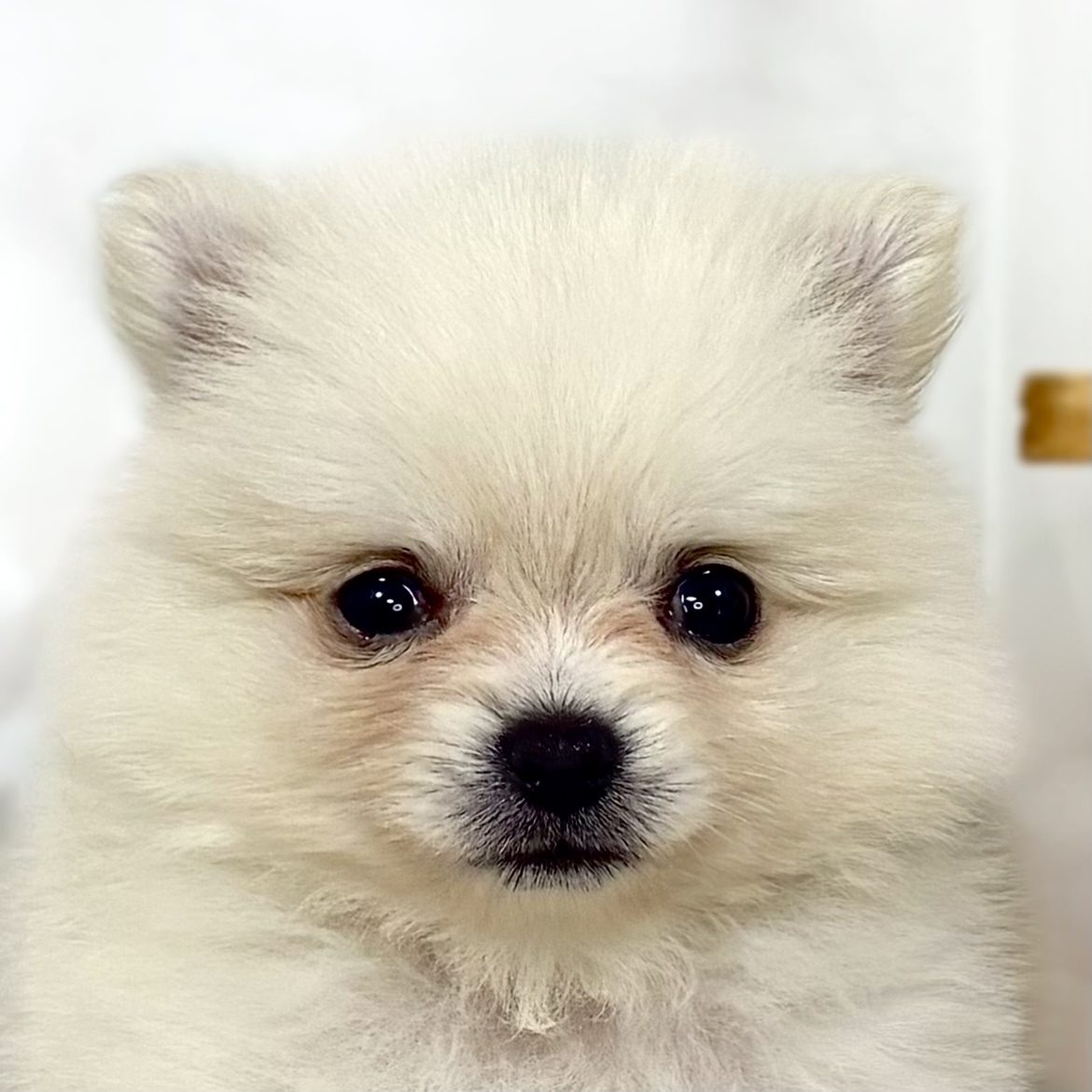 ハーフ犬女の子の写真