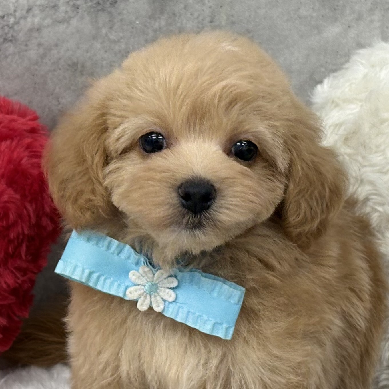 ハーフ犬男の子の写真