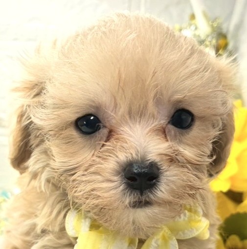 ハーフ犬女の子の写真