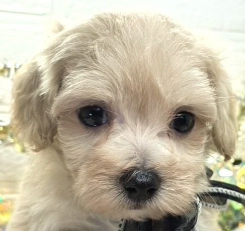 ハーフ犬女の子の写真
