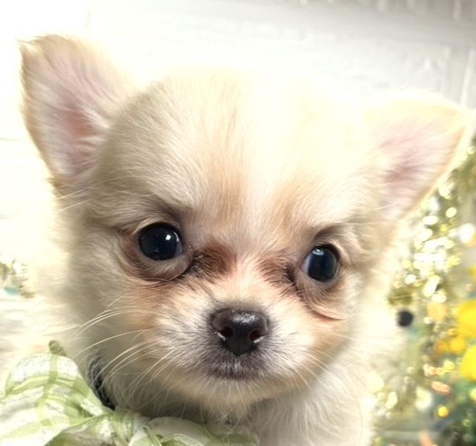 ハーフ犬女の子の写真