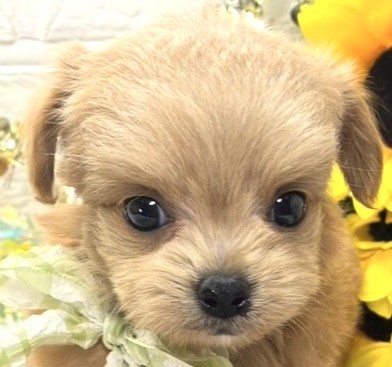 ハーフ犬女の子の写真
