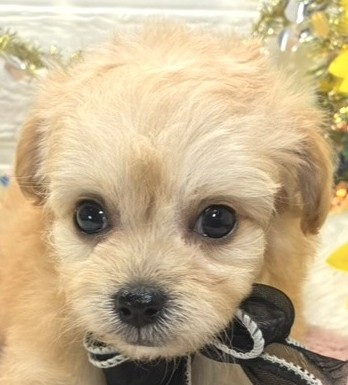 ハーフ犬女の子の写真