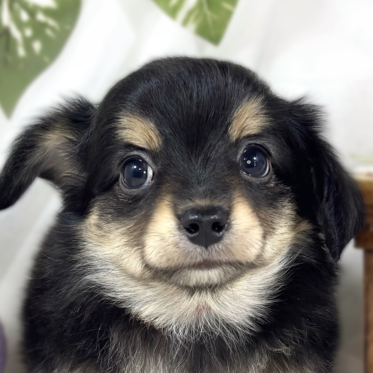 ハーフ犬男の子の写真