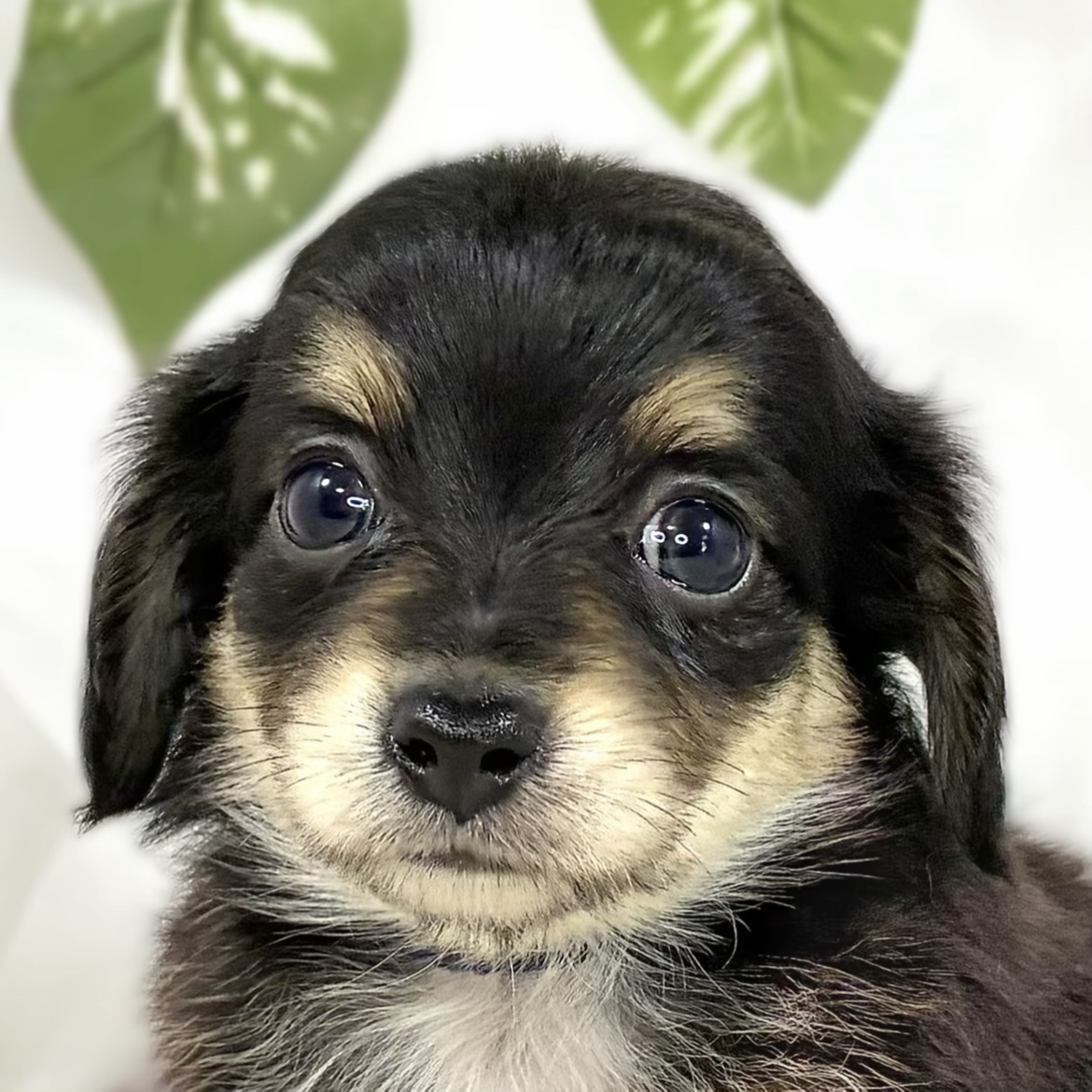 ハーフ犬男の子の写真
