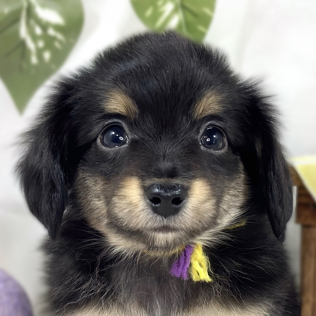 ハーフ犬男の子の写真