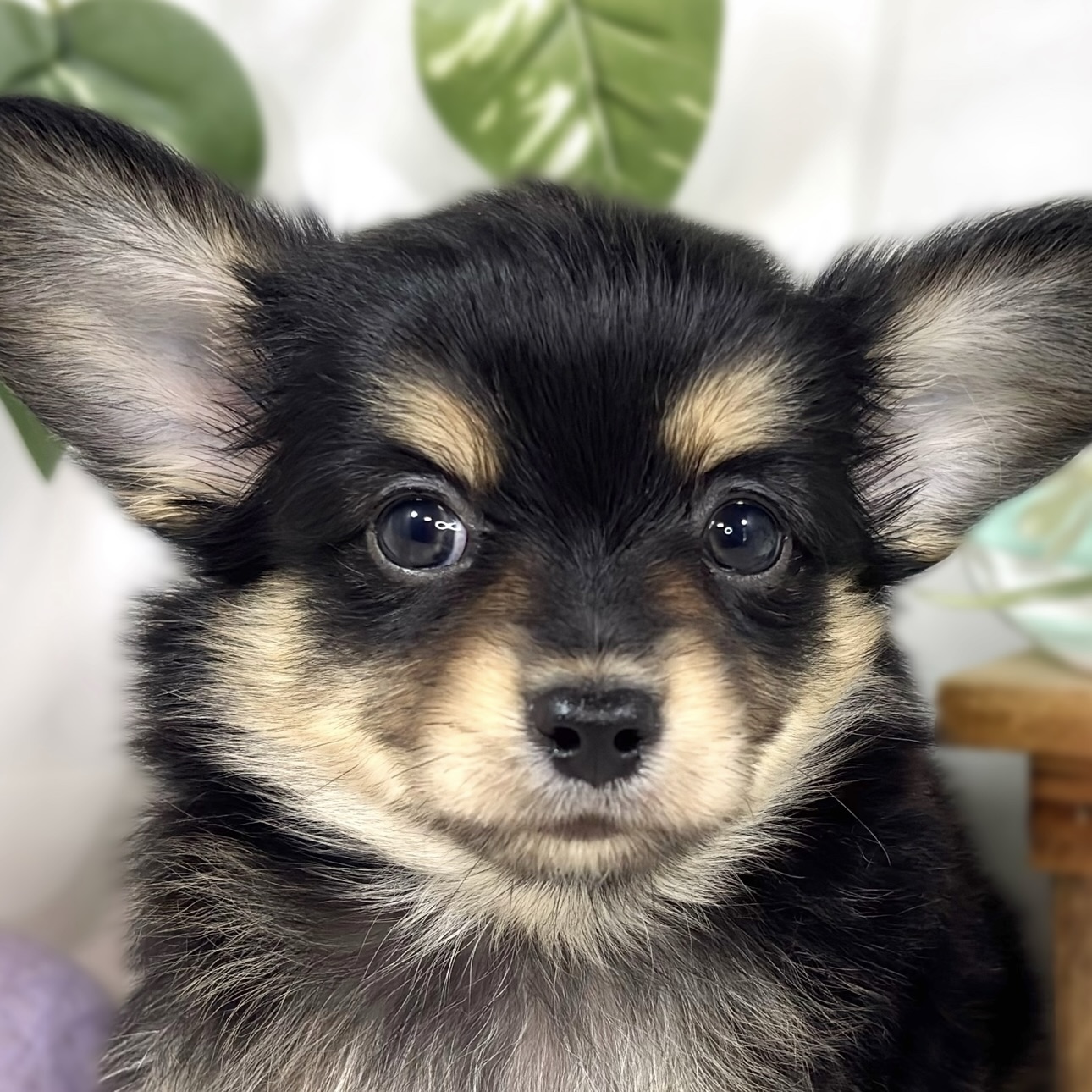 ハーフ犬男の子の写真