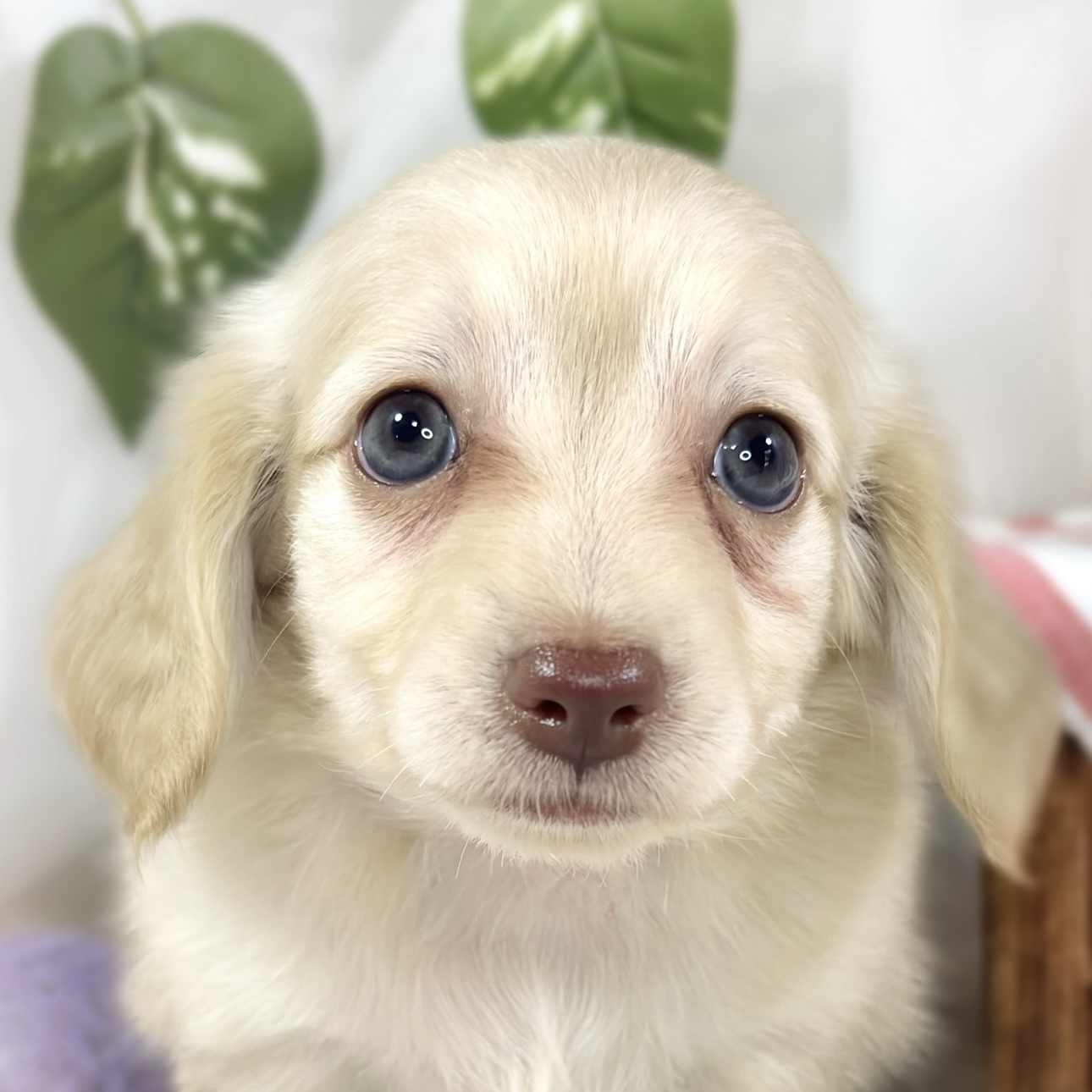 ハーフ犬女の子の写真