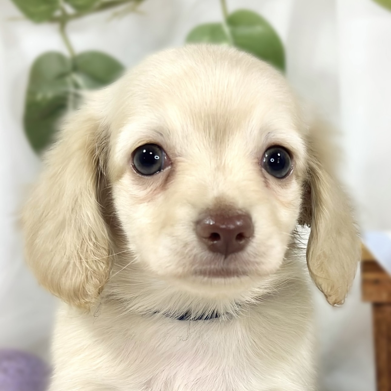 ハーフ犬女の子の写真